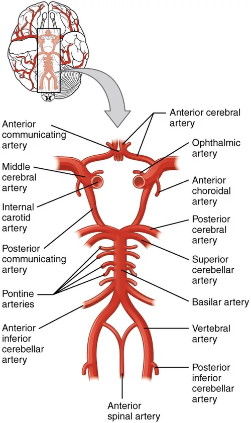 Entzefaloaren oinaldeko arterien eskema, poligonoa etiketatuta.