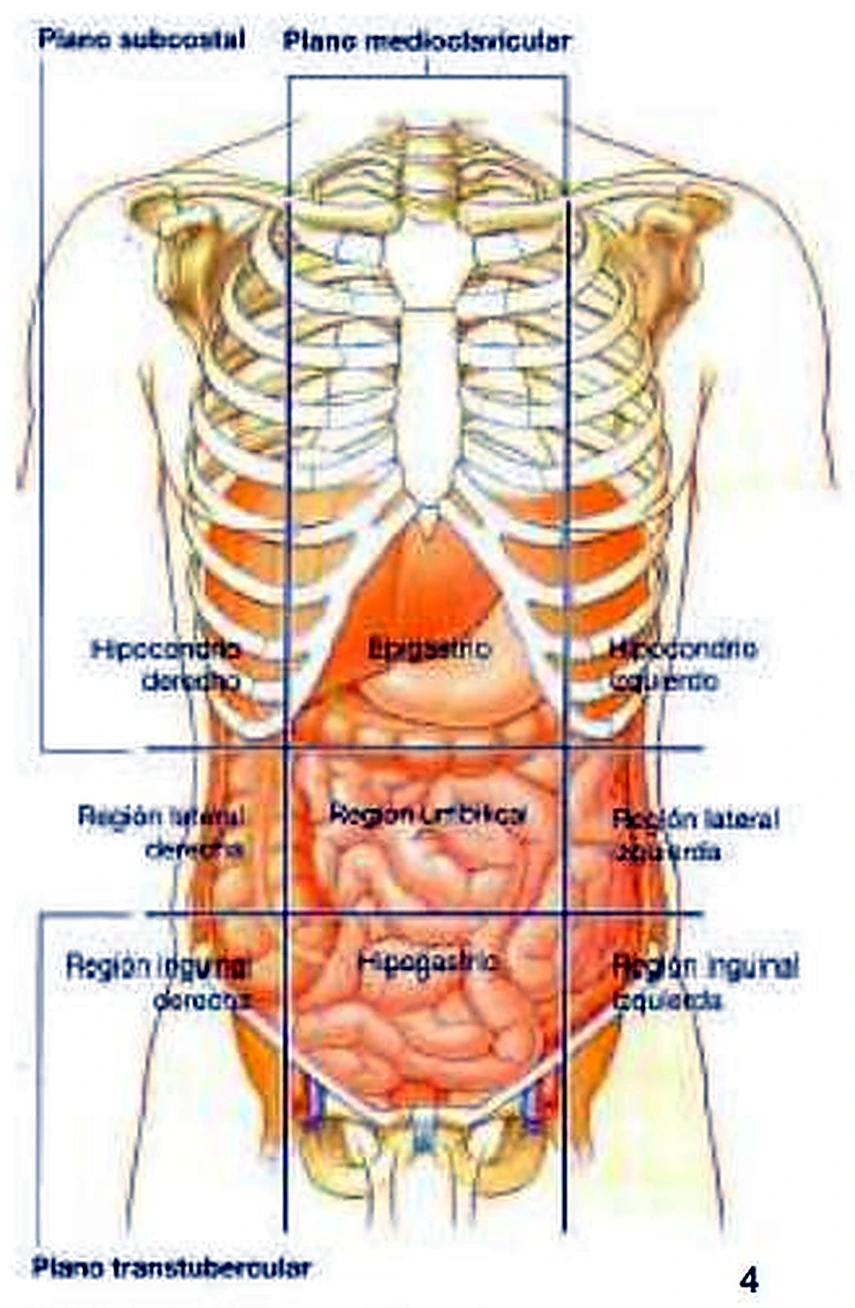 Esquema que muestra los límites del abdomen.