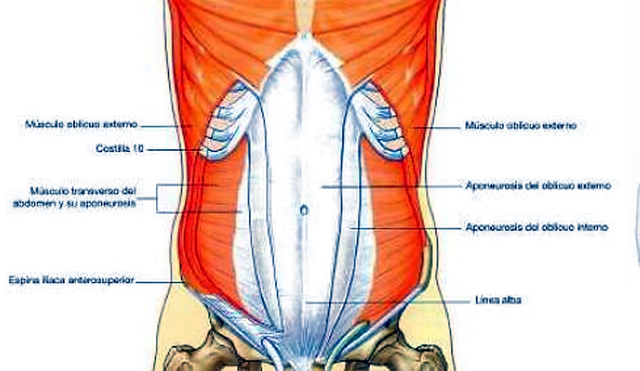 Imagen de los músculos de la pared abdominal.