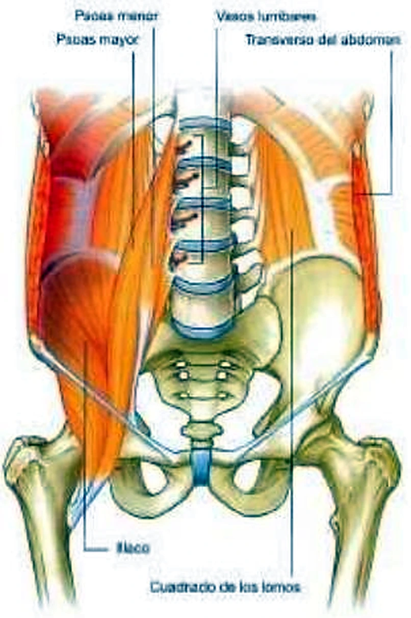 Esquema de los músculos de la pared posterior.