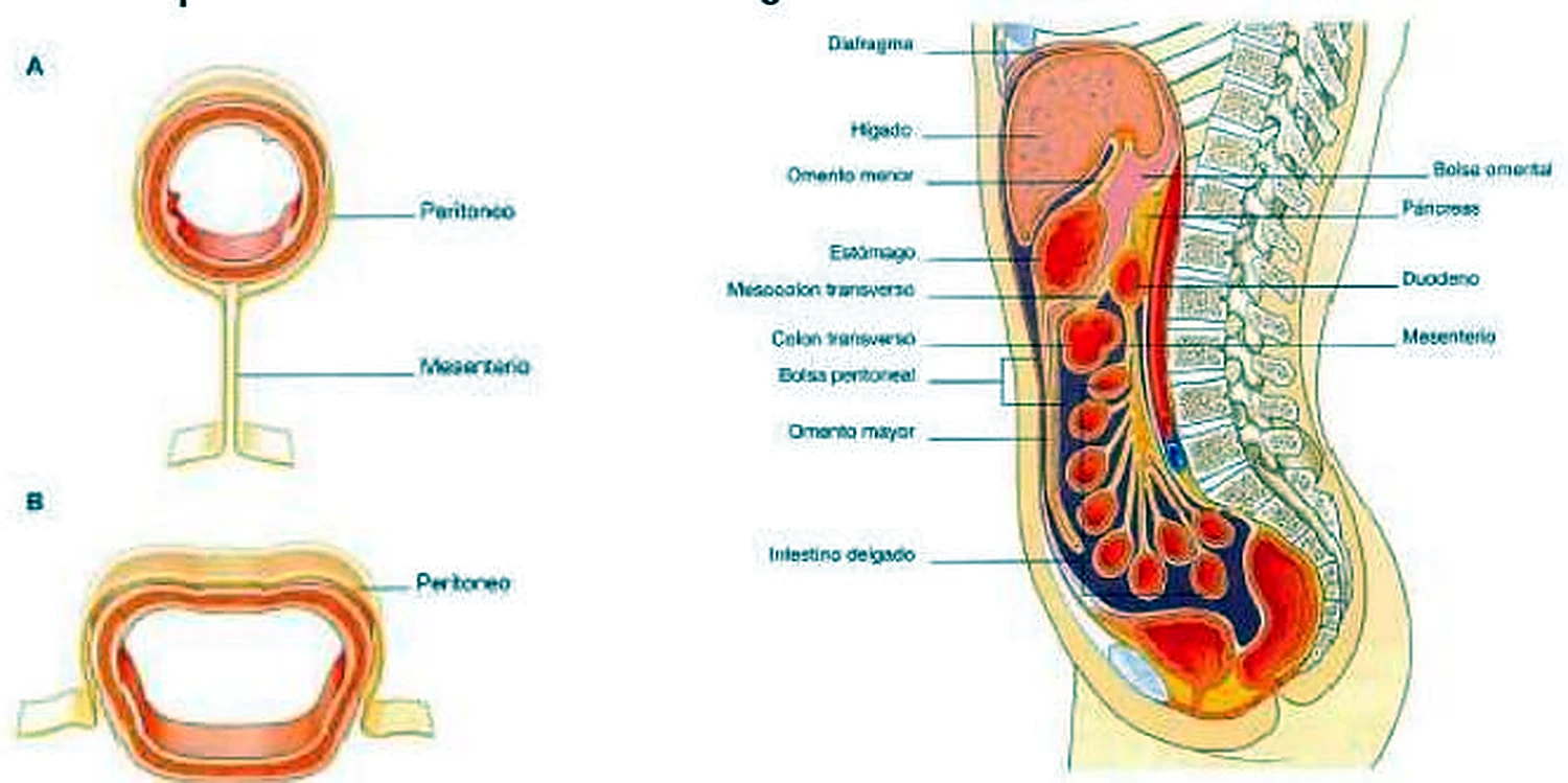 Imagen clínica de la hernia inguinal.