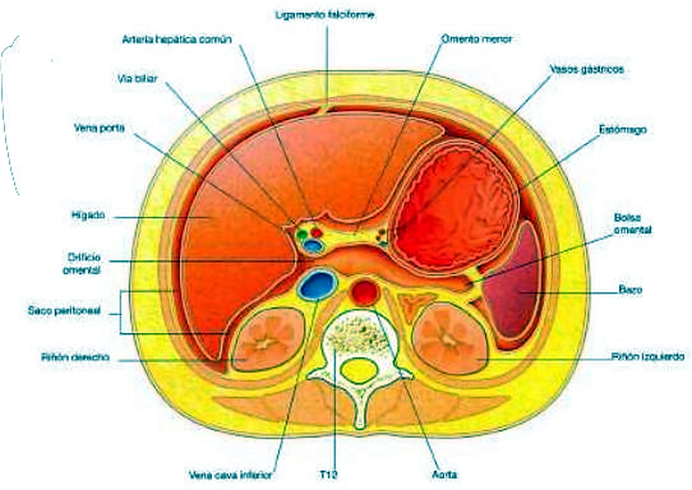 Esquema de las hojas del peritoneo.