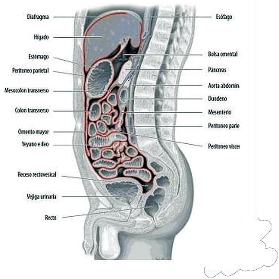 Esquema de la aorta abdominal con sus ramas.