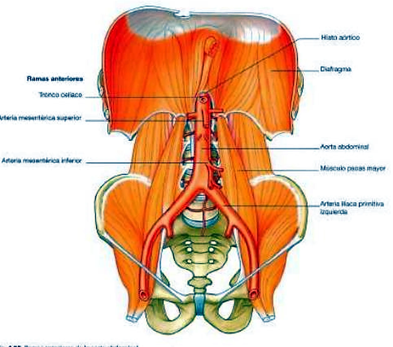 Esquema del tronco celíaco.