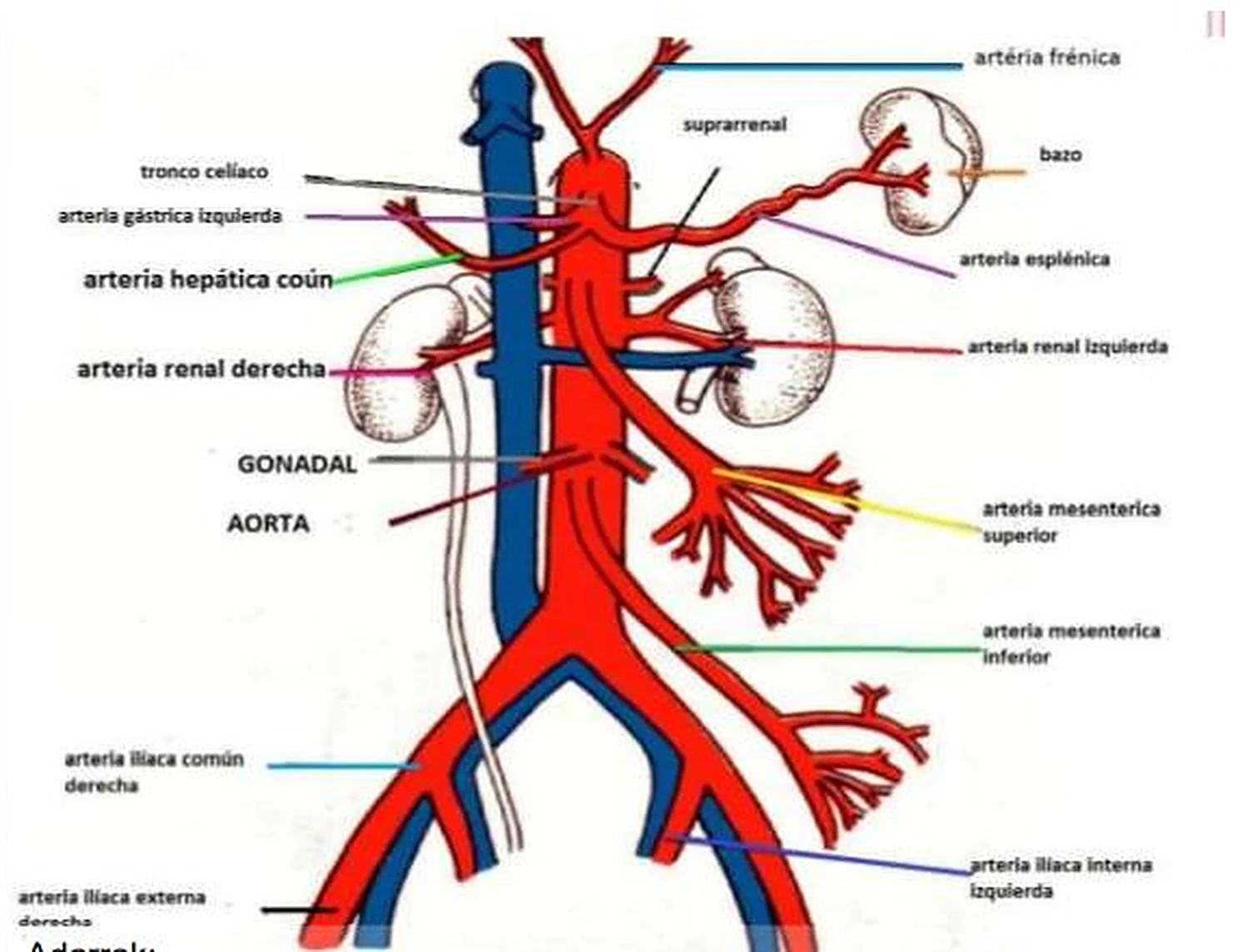 Esquema de la arteria mesentérica inferior.