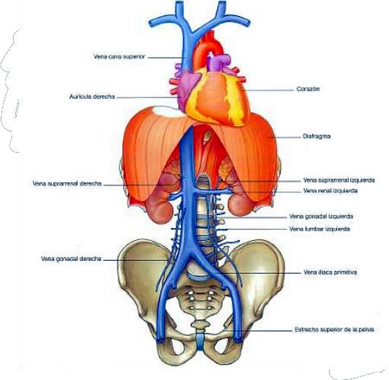Esquema de la vena cava inferior.