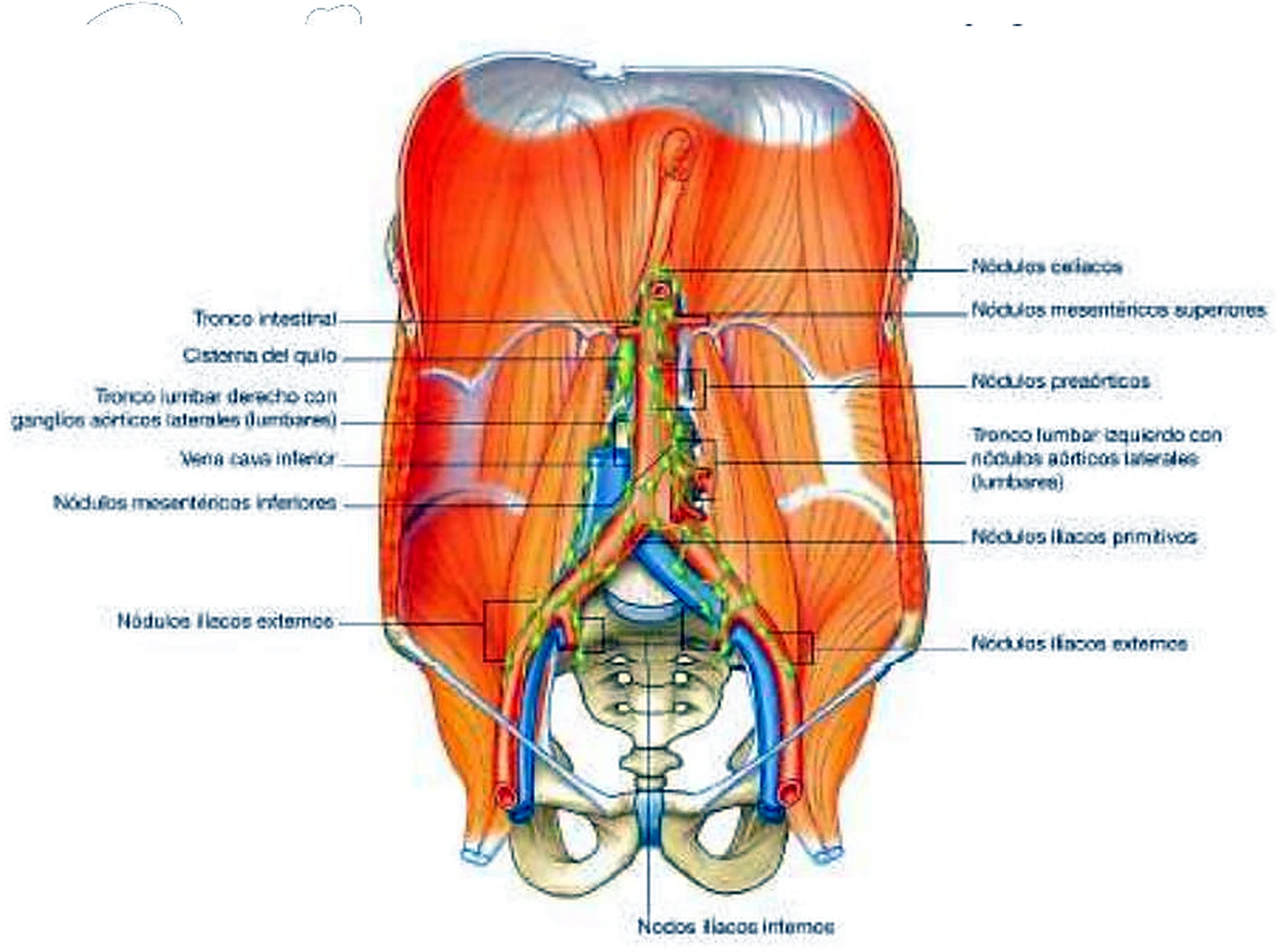 Esquema de las vías linfáticas.