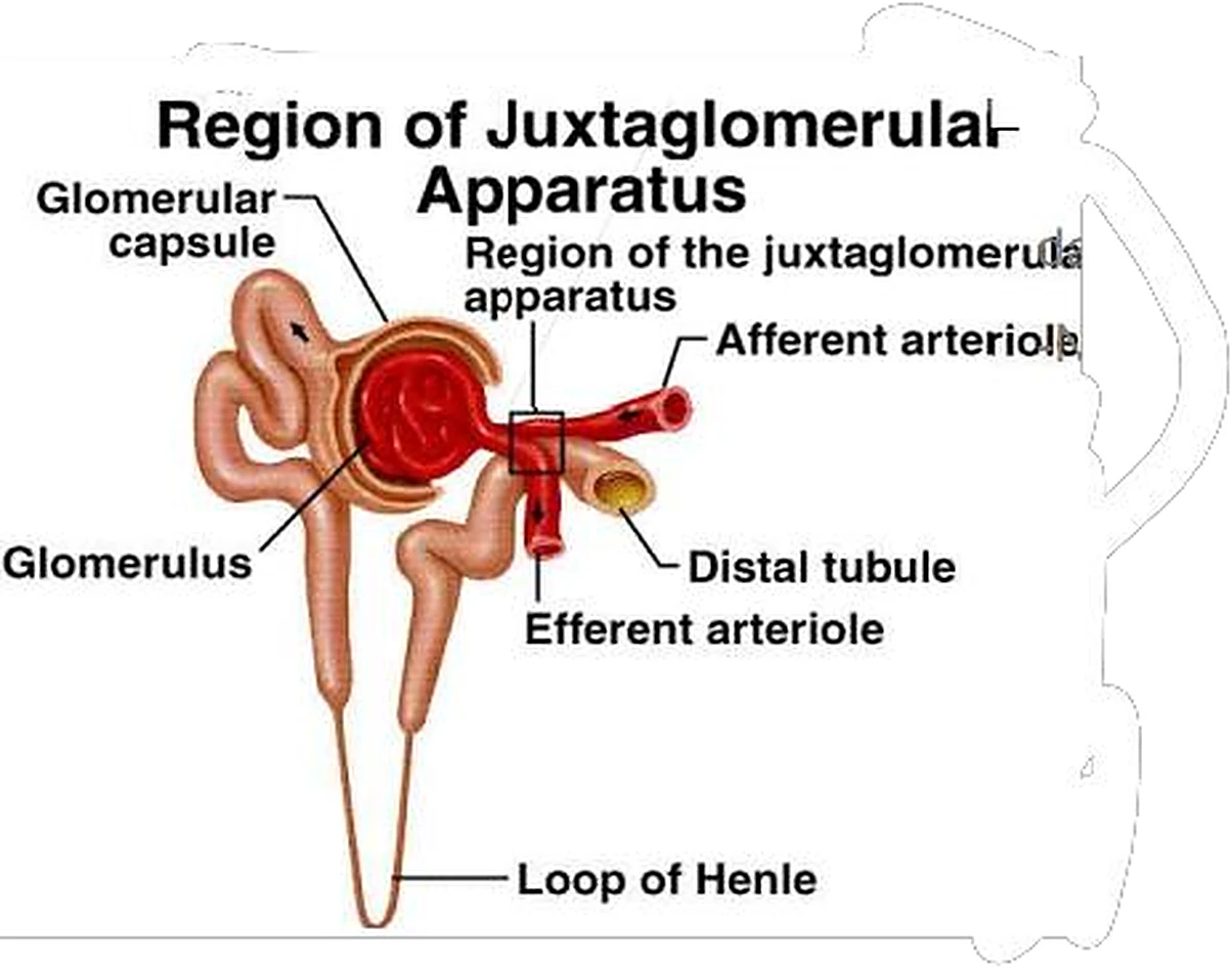 Esquema del aparato yuxtaglomerular.