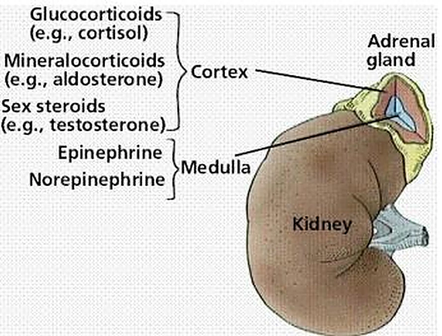 Esquema de las glándulas suprarrenales.