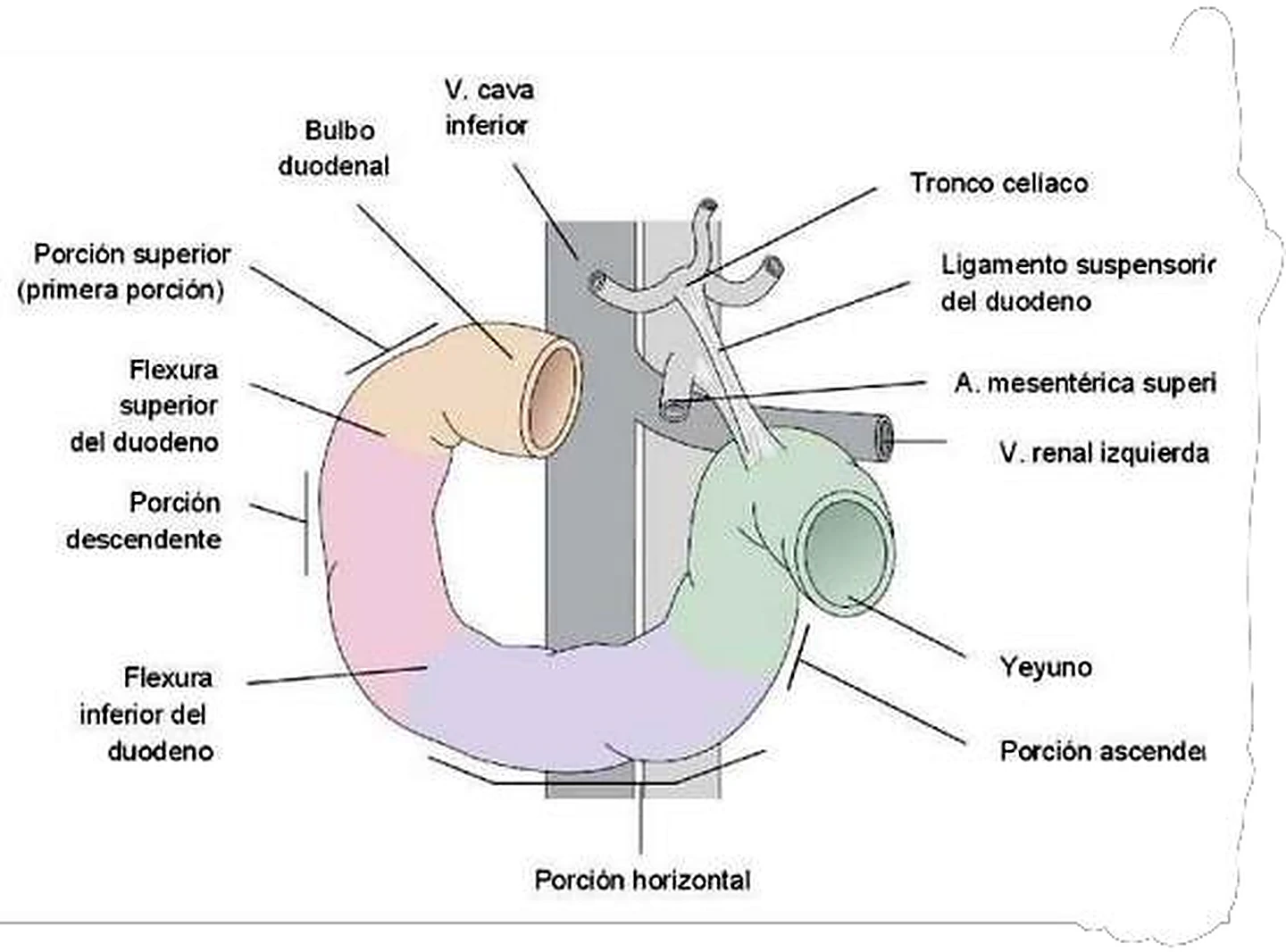 Esquema del duodeno.