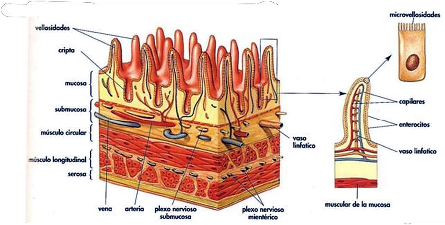Imagen de los pliegues intestinales.