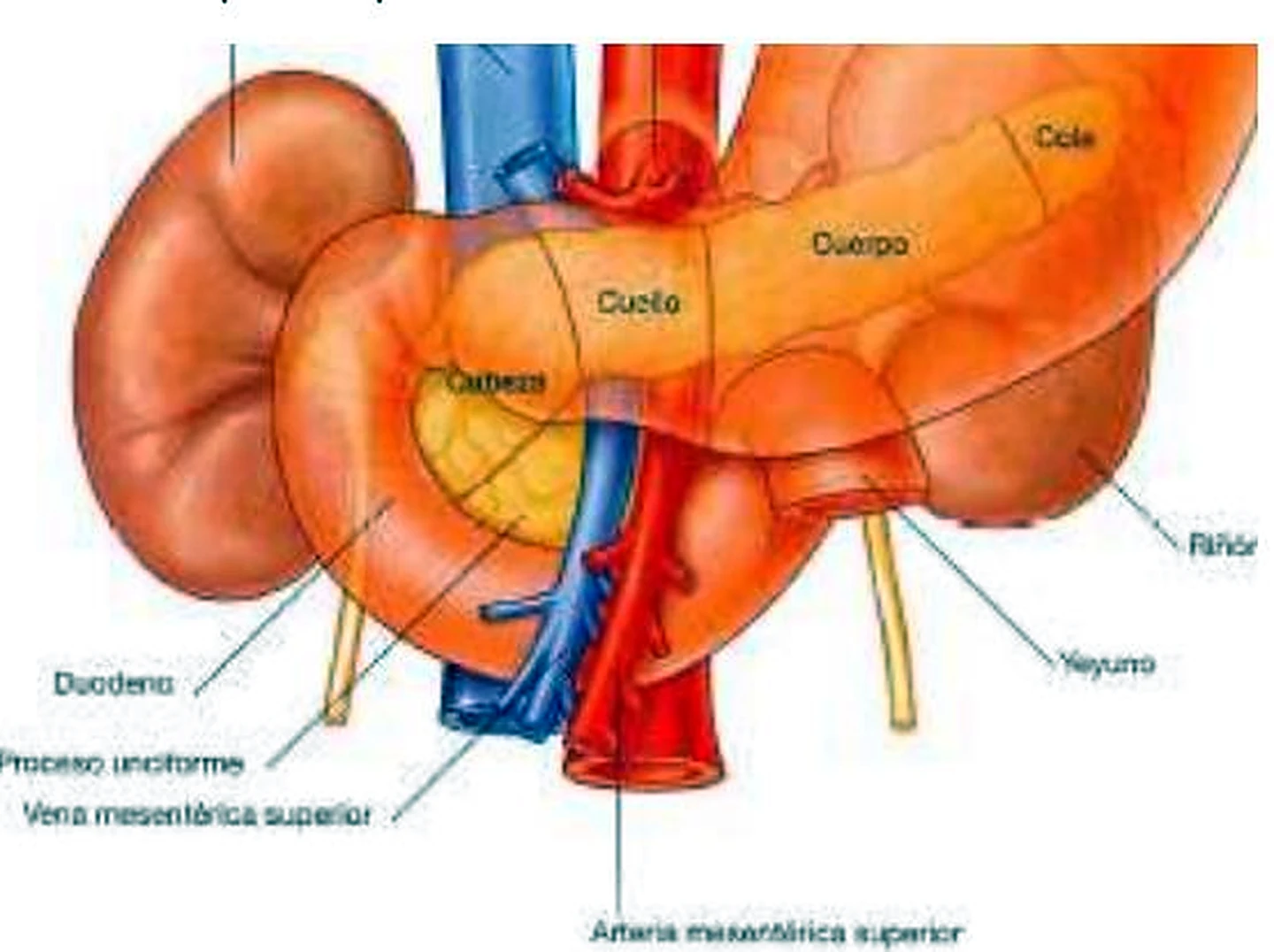 Esquema del páncreas.