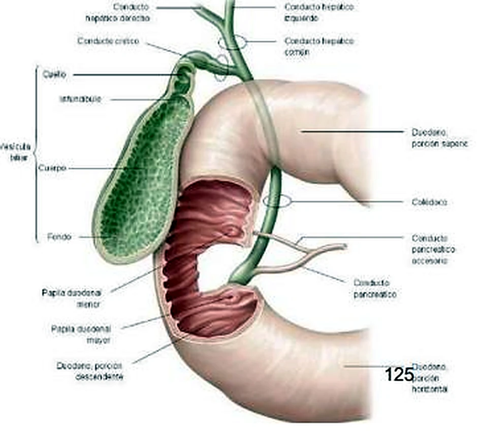 Esquema de los conductos pancreáticos.