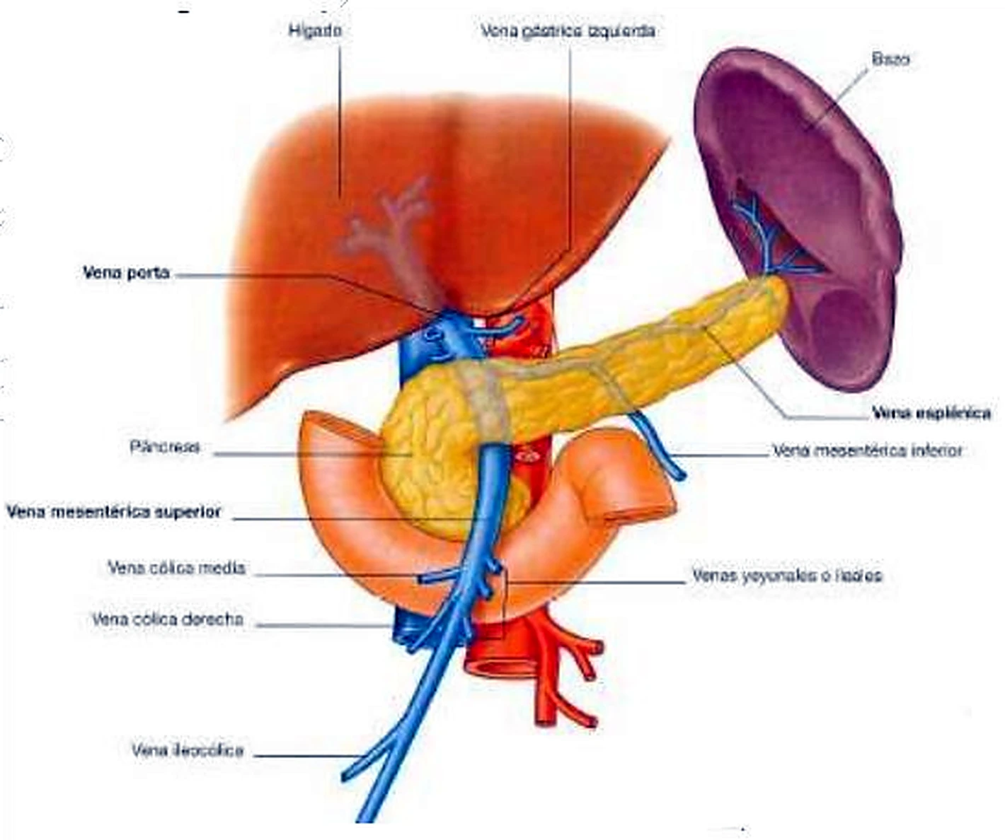 Esquema del tronco celíaco y de la vena porta.