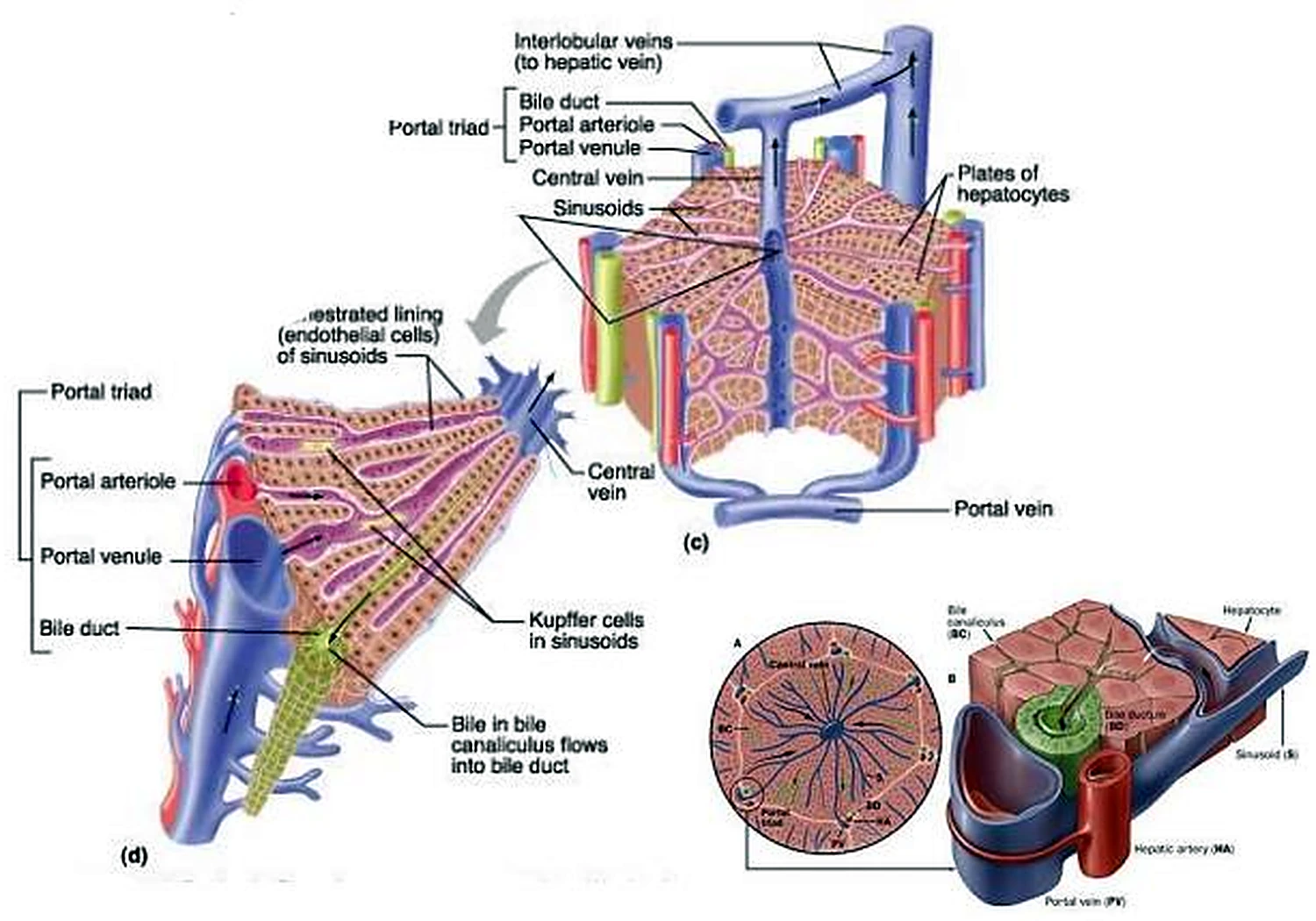 Esquema del lobulillo.