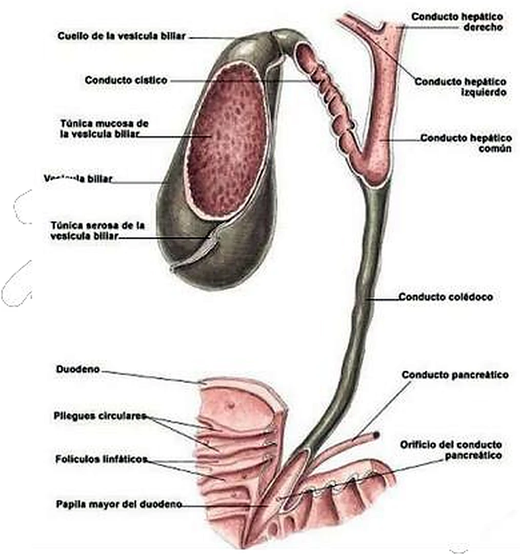 Esquema de la vesícula biliar.