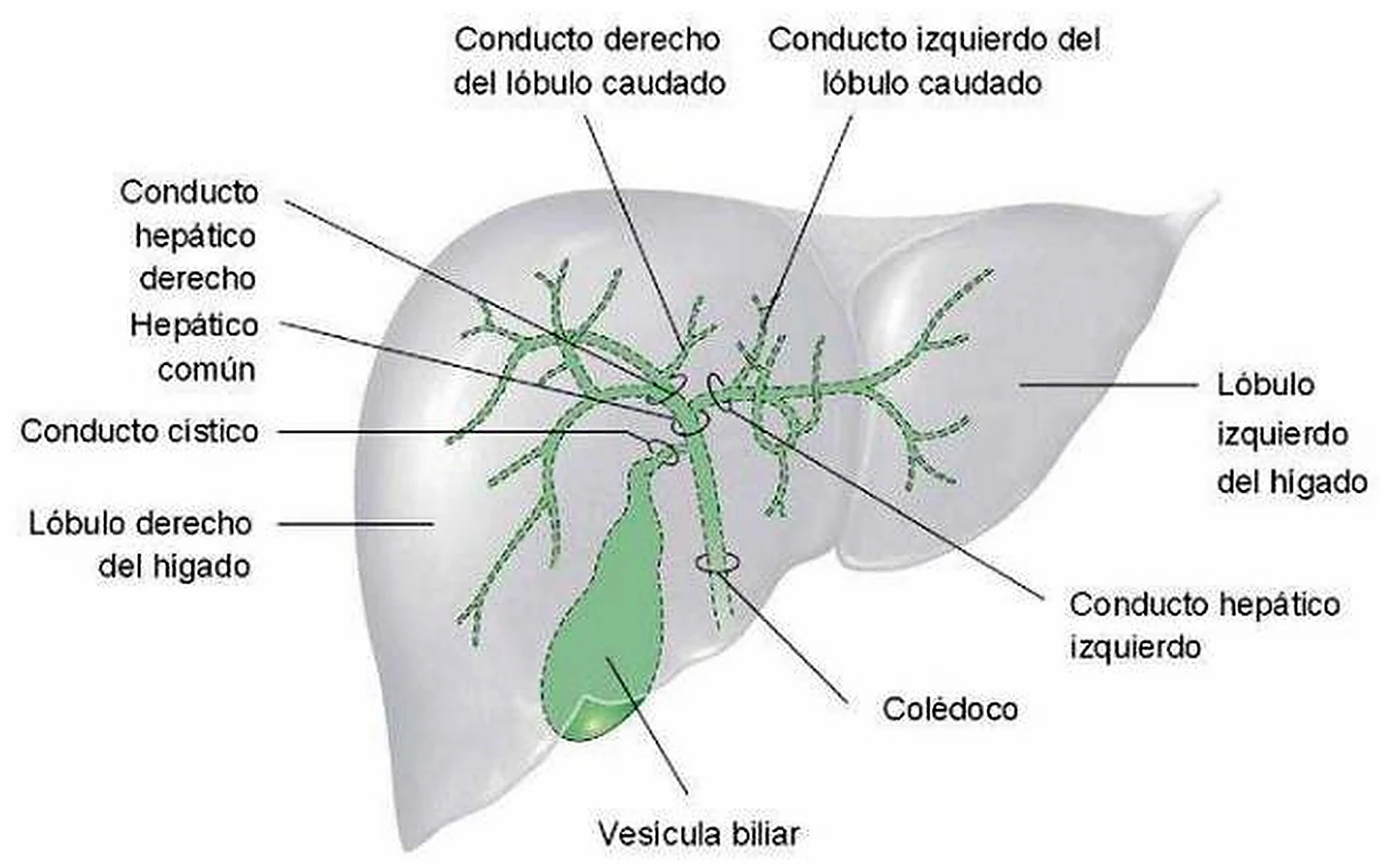 Esquema del estómago con sus partes.