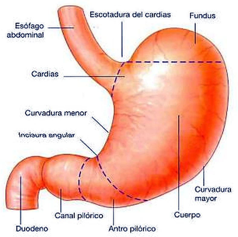 Imagen de la situación del estómago.