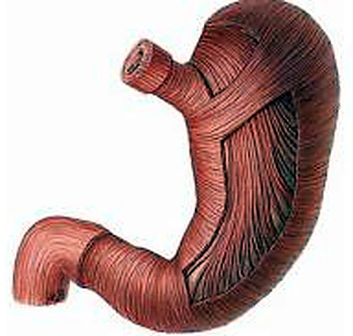 Imagen de la mucosa del estómago.