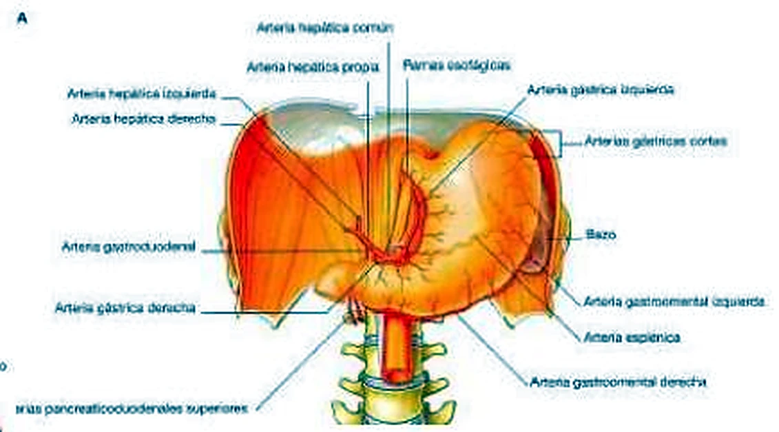 Esquema de las arterias del estómago.