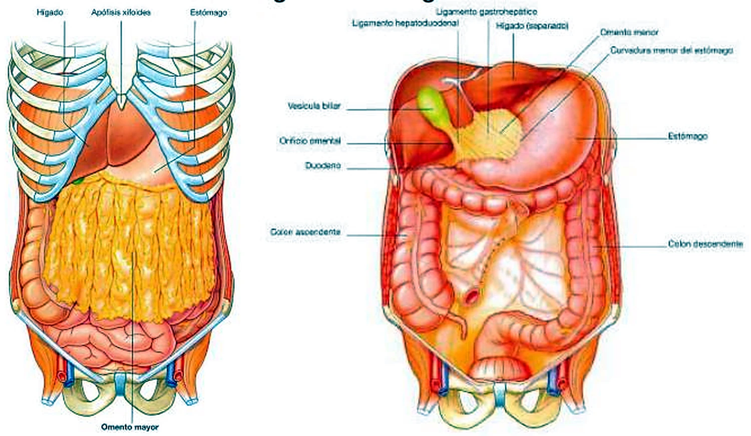 Esquema de los epiplones.