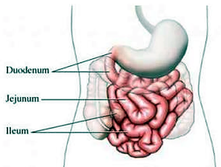 Esquema del intestino delgado.