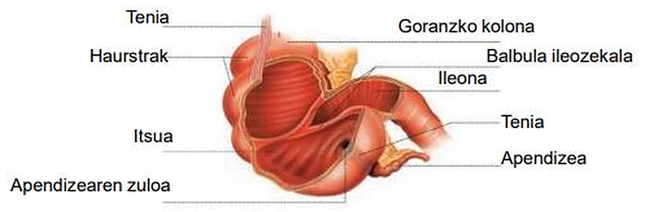 Esquema del intestino grueso.