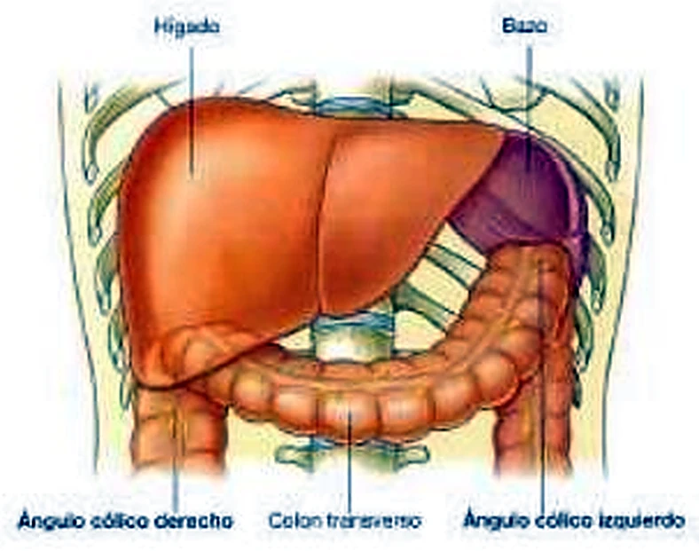 Imagen del ciego y del apéndice.