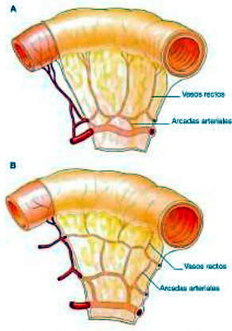 Esquema del mesenterio.