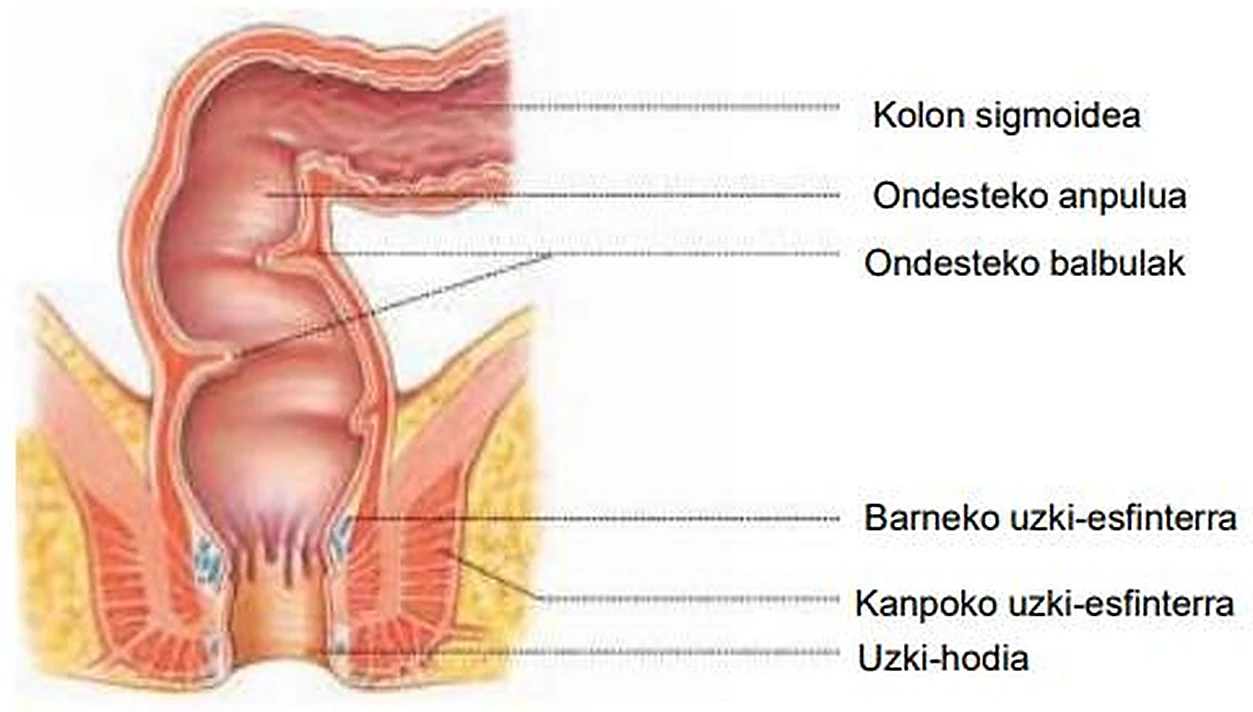 Esquema del mesocolon.
