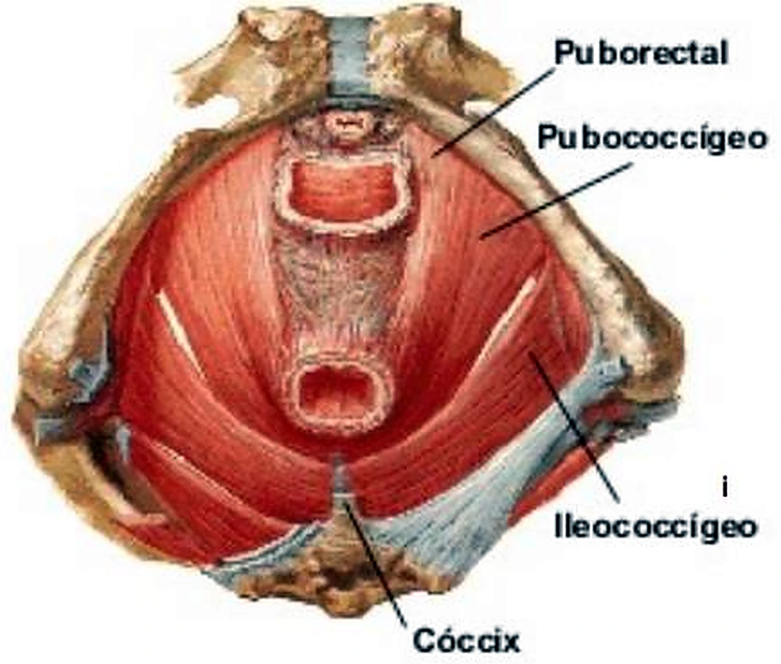 Esquema del corte de la pelvis.