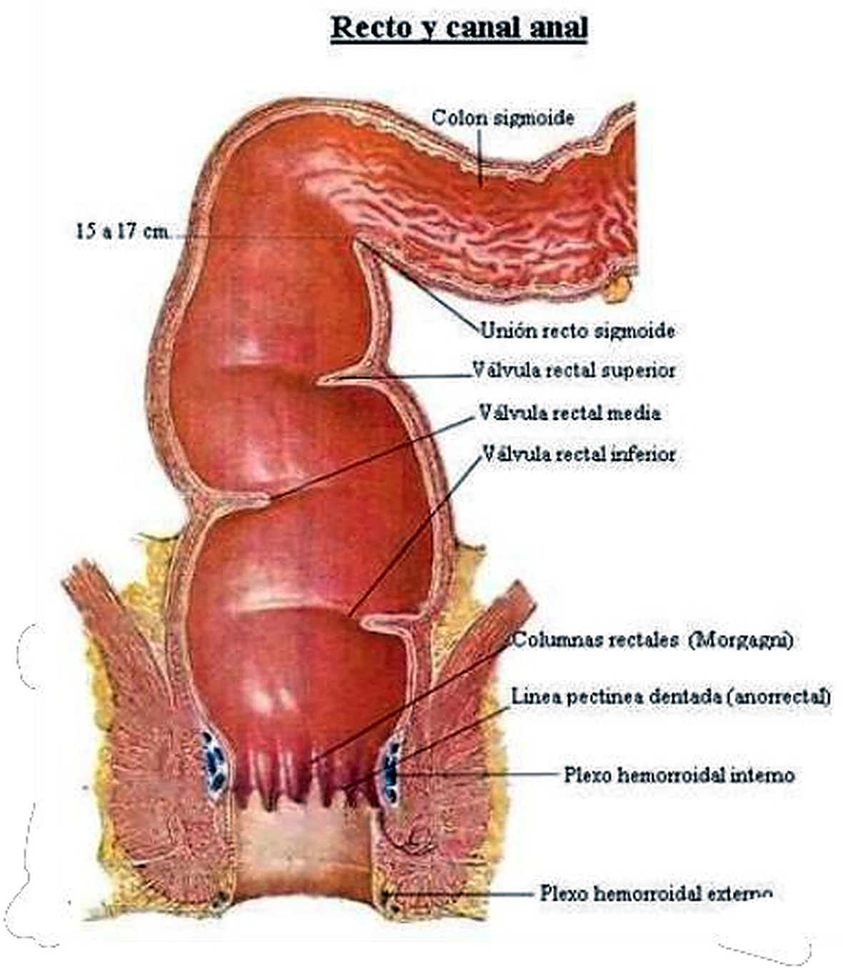 Imagen de los músculos del periné.