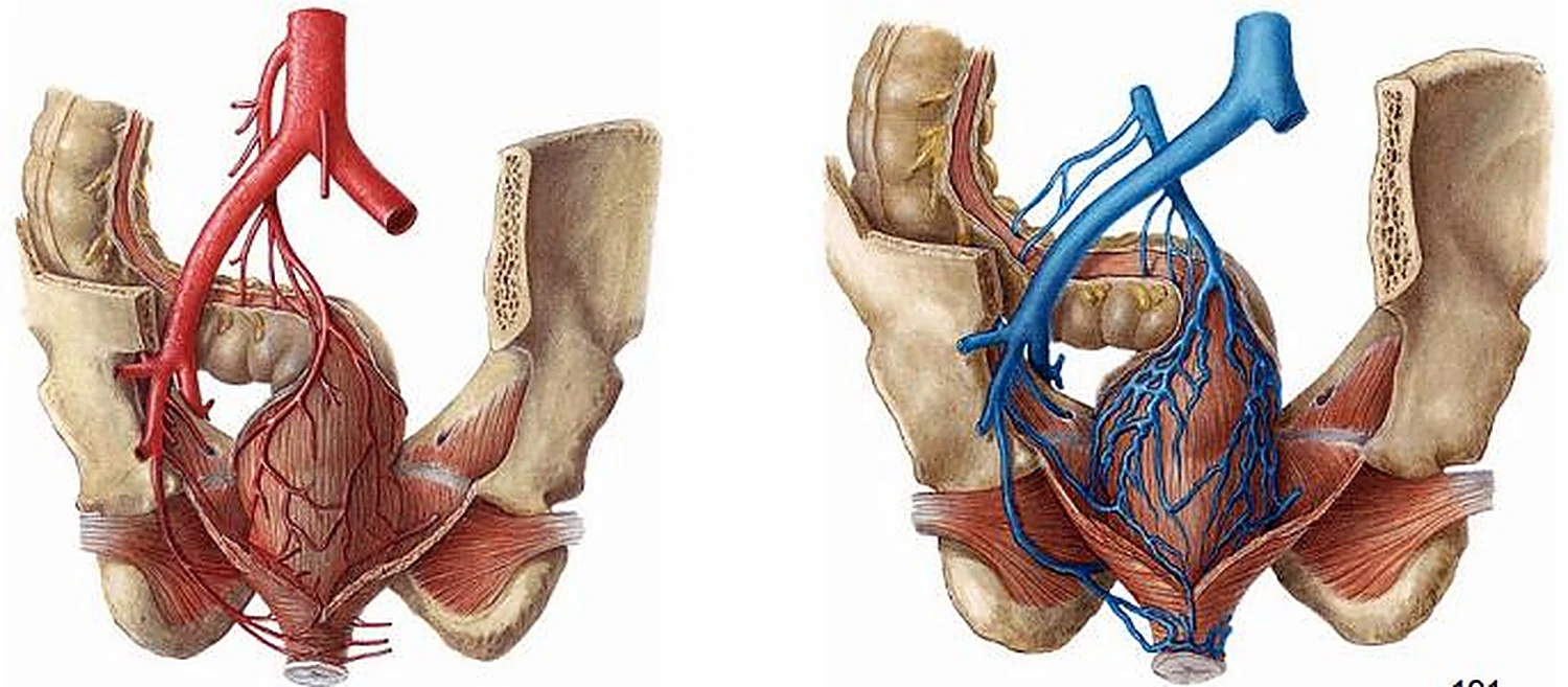 Esquema de las arterias del recto.