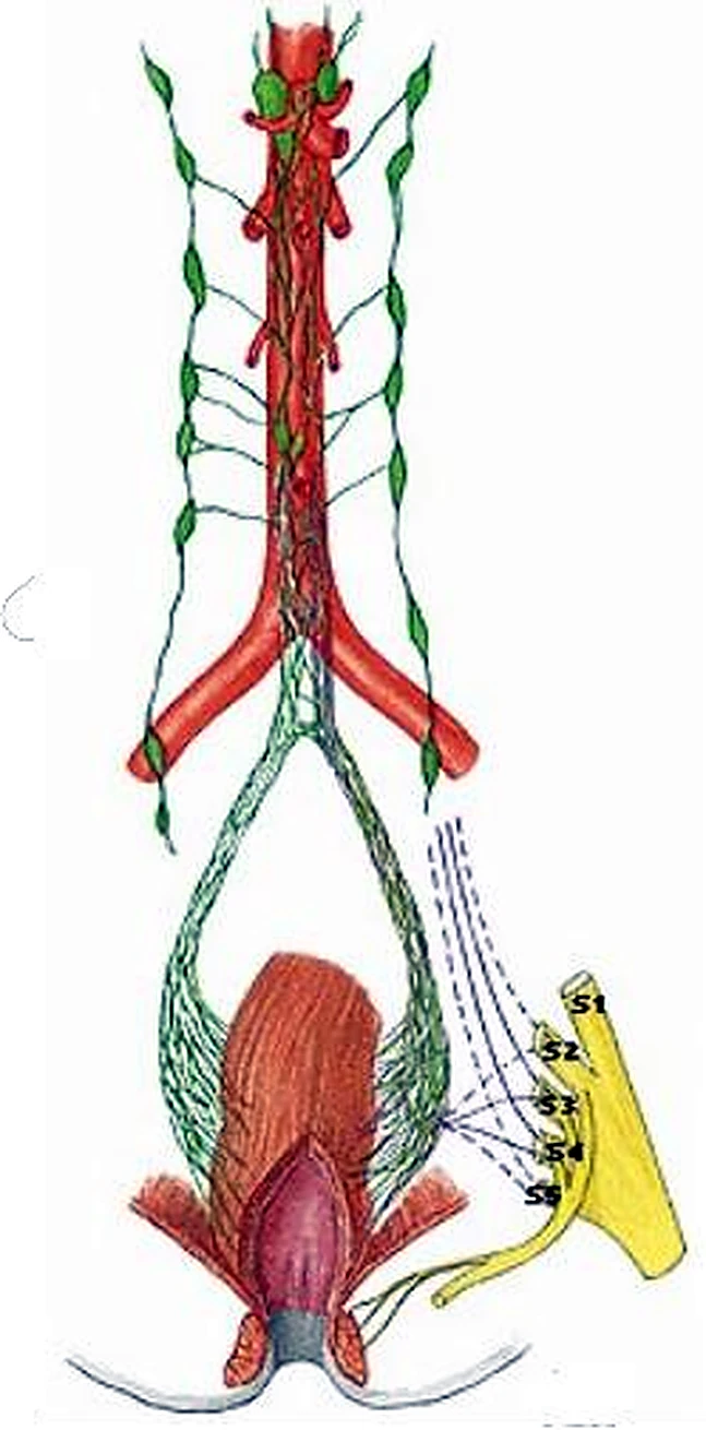 Imagen de la inervación del recto.