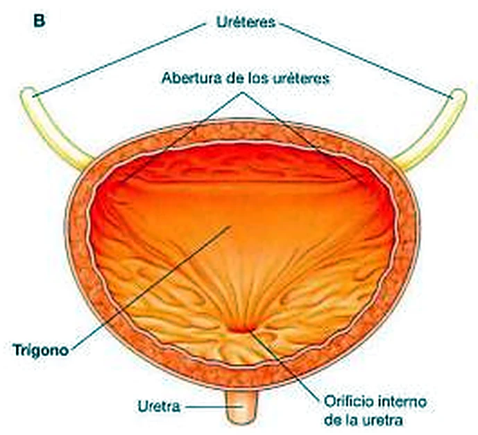 Esquema del trígono.