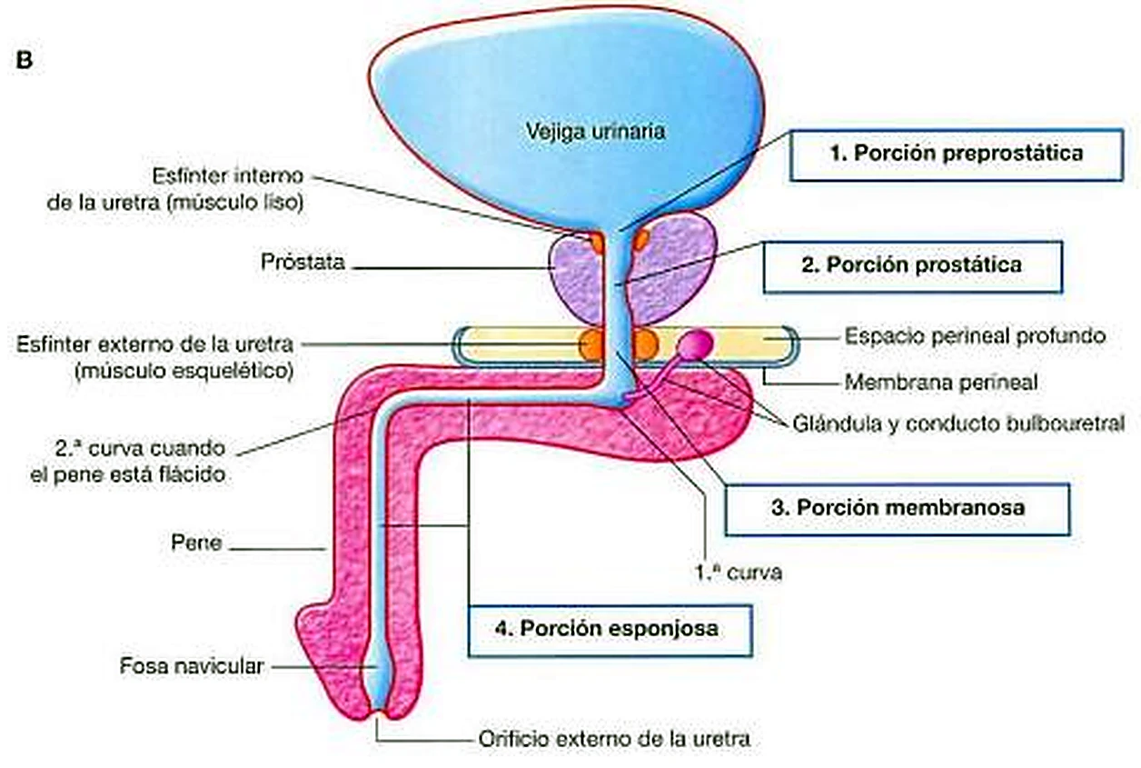 Imagen del aspecto de la vejiga.