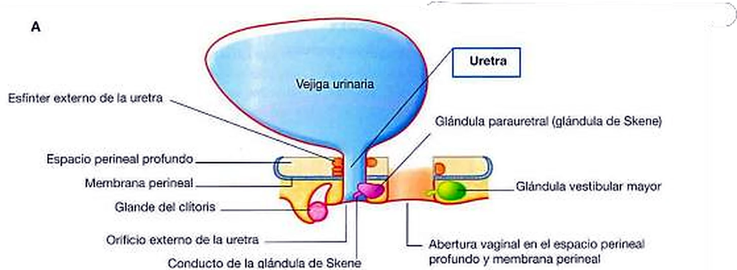 Esquema del peritoneo pélvico.