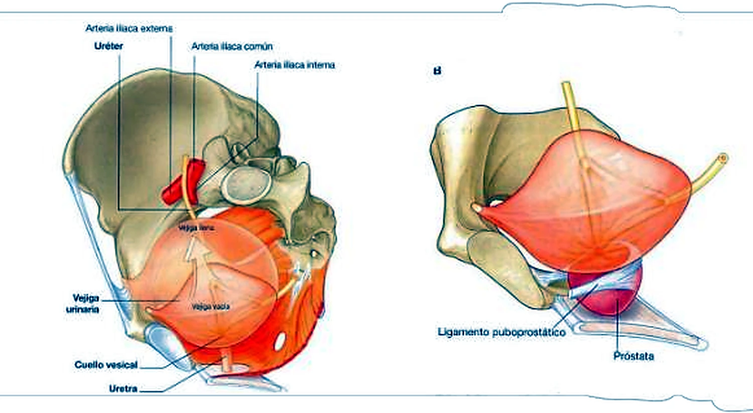 Imagen de la sonda.