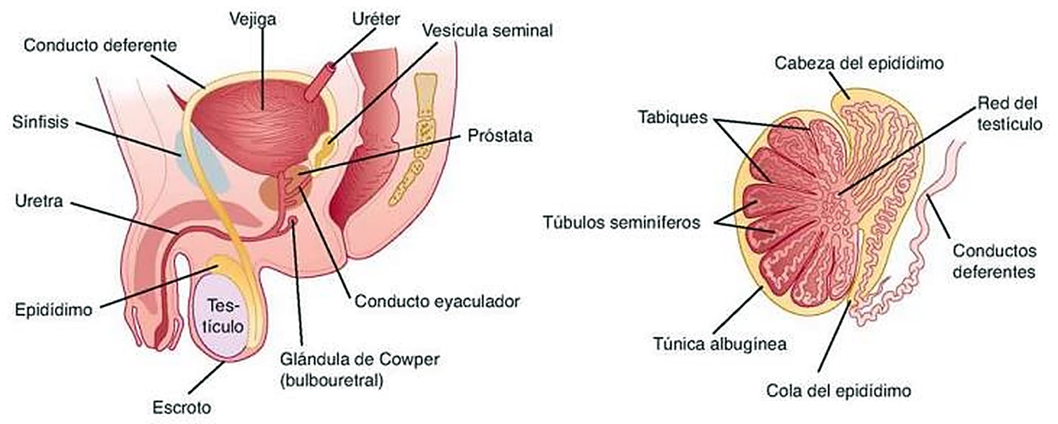 Esquema del aparato reproductor masculino.