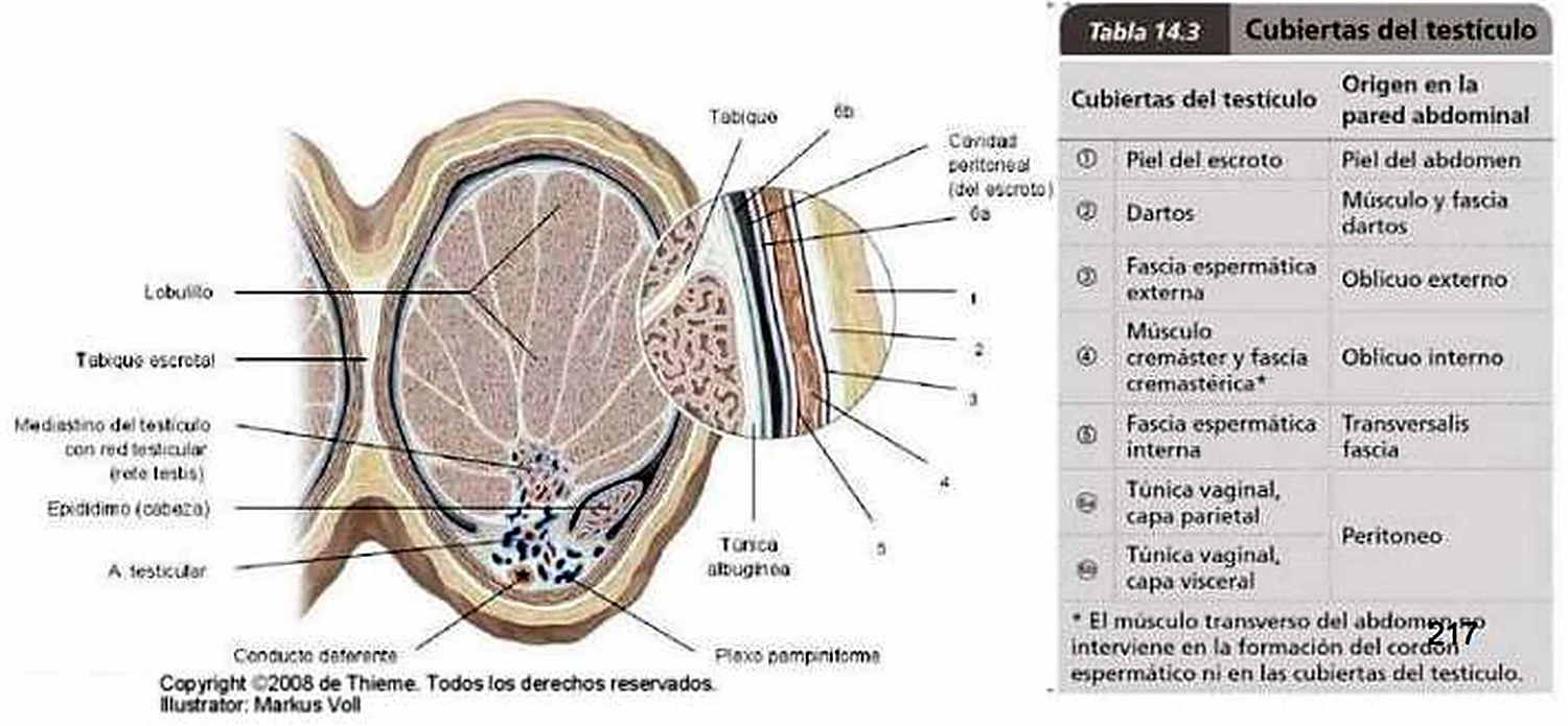 Imagen de las cubiertas del testículo.