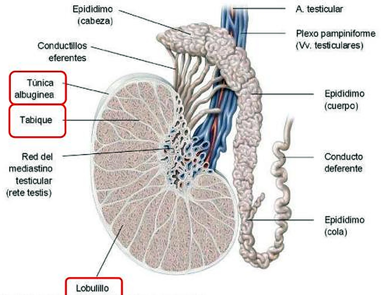 Esquema del interior del testículo.