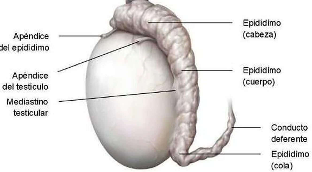 Esquema del epidídimo.