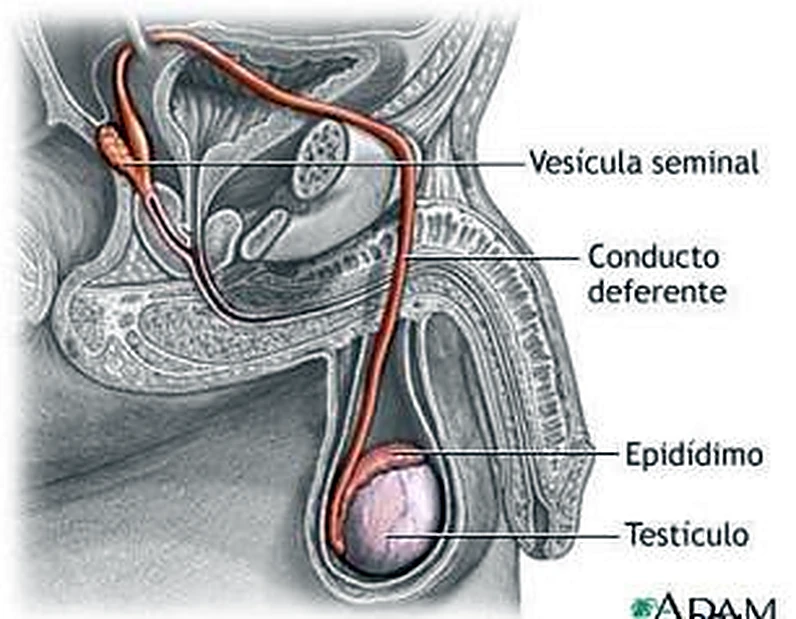 Imagen del conducto eyaculador.