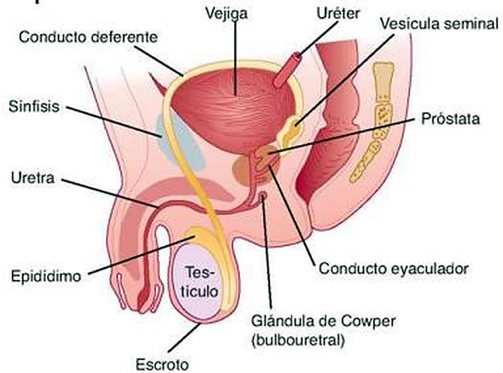 Esquema del corte del pene.