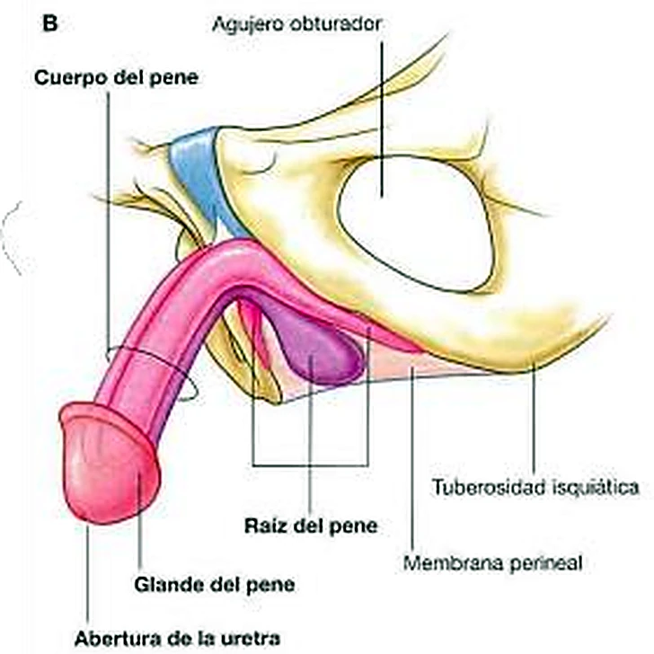 Esquema de la erección.