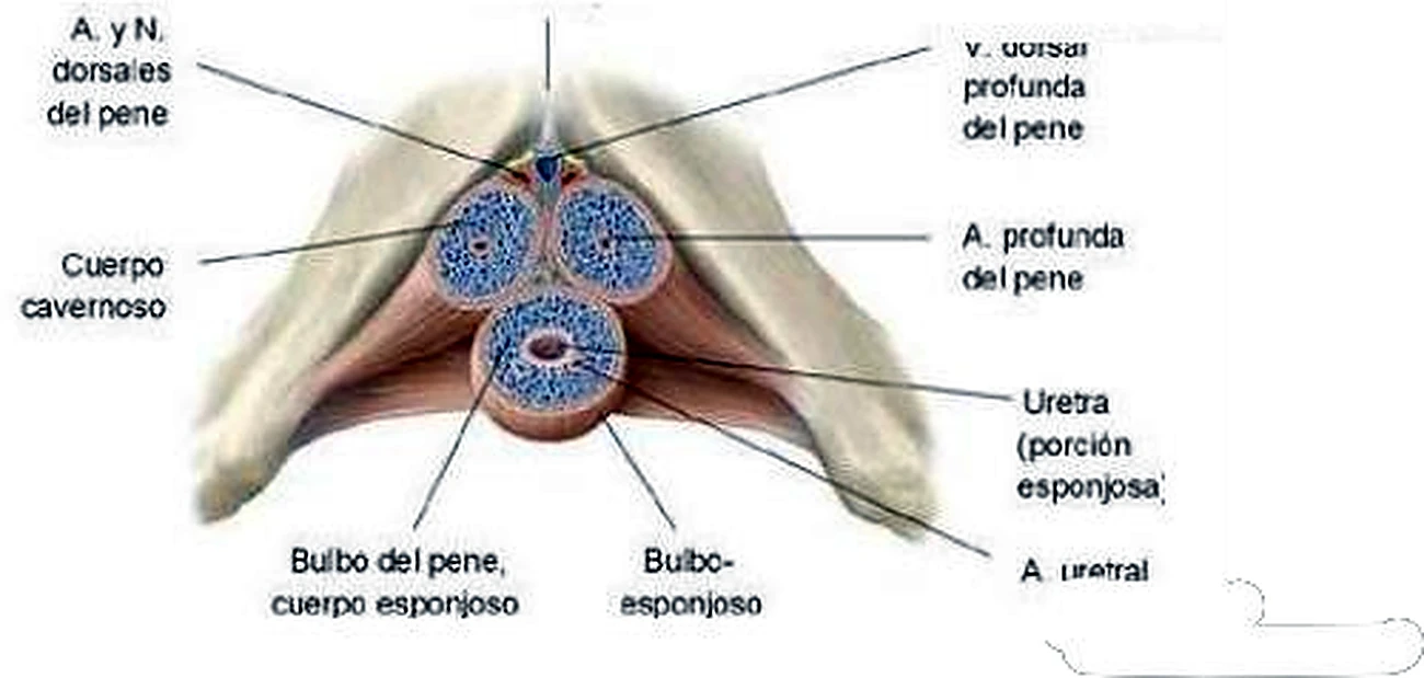Esquema de la uretra masculina.