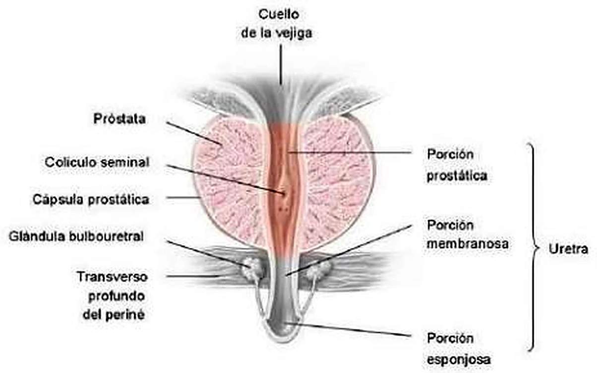 Esquema de las glándulas accesorias.