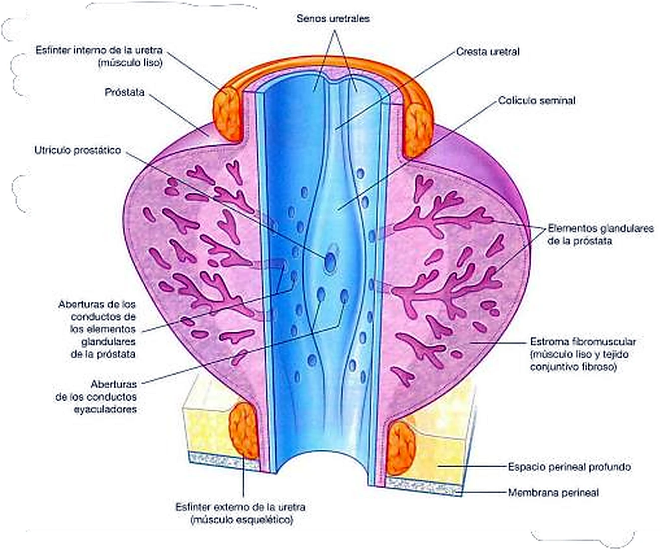 Esquema del aparato reproductor femenino.