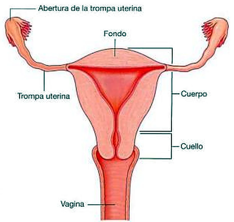 Imagen del ligamento ancho.