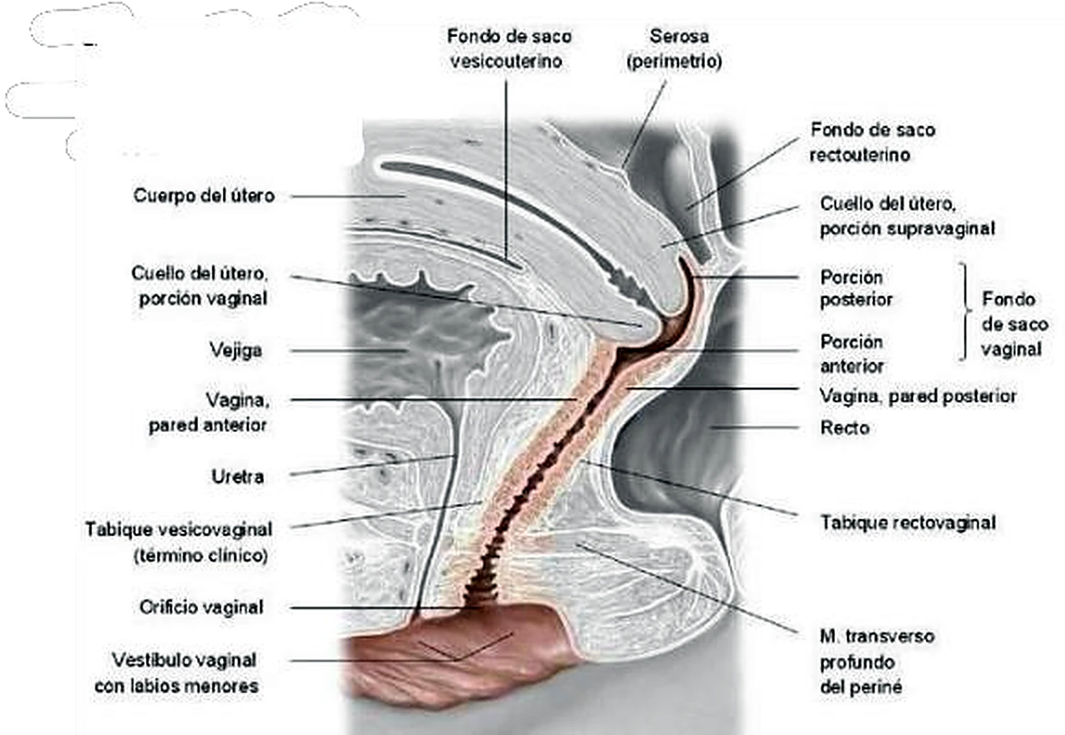 Esquema del ciclo del endometrio.